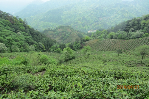 安徽省质量和标准化研究院农业标准化专家到天方茶业指导标准化工作_<a href='http://www.65130.com/' target='_blank'><u>茶叶</u></a>店需要多少资金
