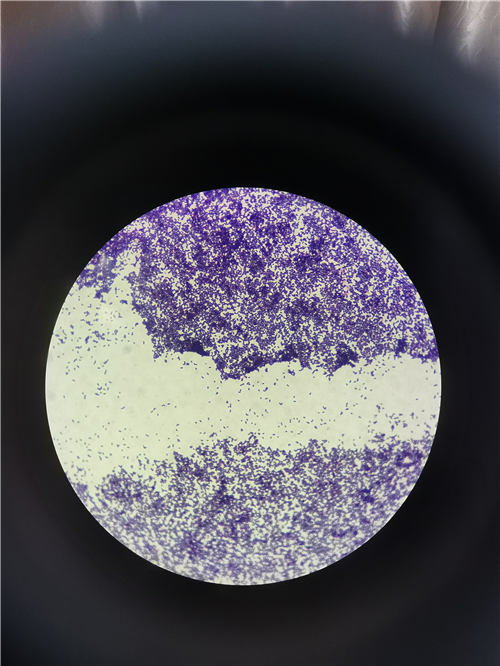 41f1f9aec6faac2_size680_w500_h666.png
