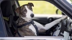 500公里高速路，全程不踩油门不踩刹车是怎么做到的？