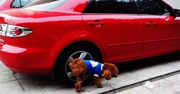 小狗为什么喜欢在轮胎上撒尿
