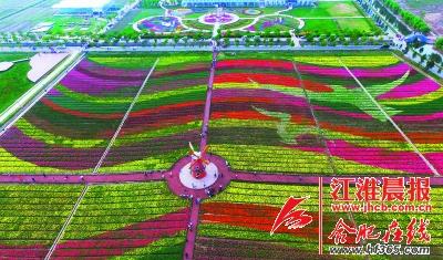 俯视看,整个花海的图案宛若鸟儿在花海中翱翔.