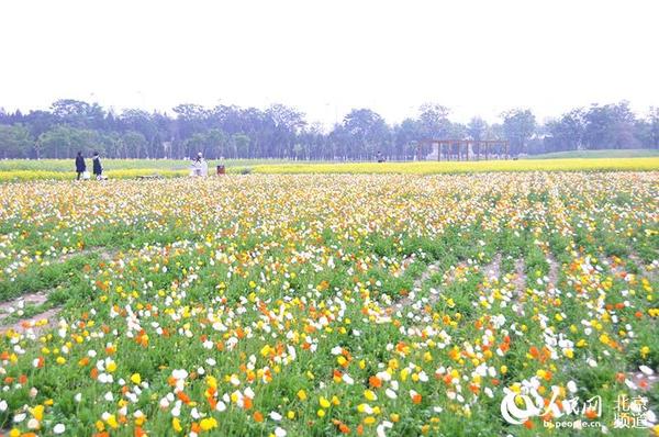 冰岛虞美人花海。 人民网 陈一诺摄