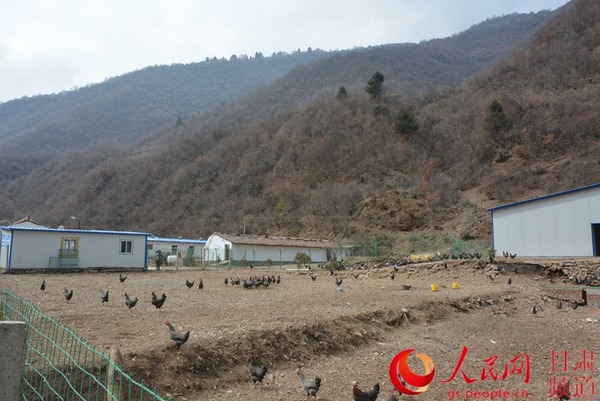 “羌凤”帽帽鸡养殖场（刘海天 摄）