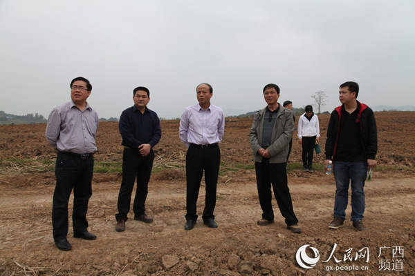 宁明县委书记刘勇(右三)在海渊镇北岩村甘蔗"双高"基地检查蔗区产业