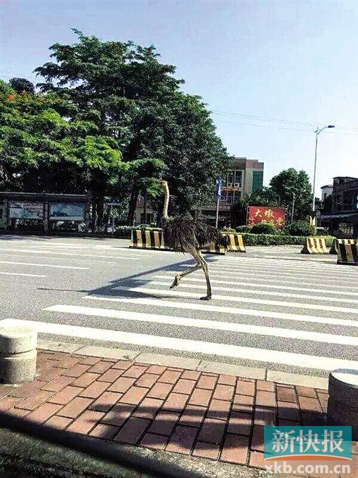 ■鸵鸟一路狂奔。    (来自微信公众号“顺德警察”)