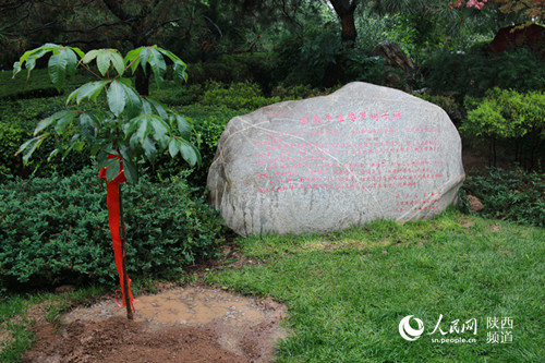 宜君县向大慈恩寺赠送的娑罗树子树。龚仕建摄