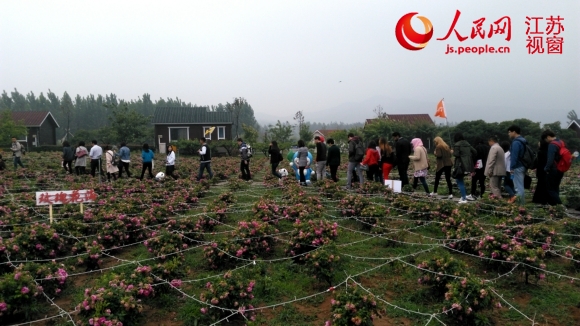 游客们参观贾汪乡村旅游景区内的百亩玫瑰花海。