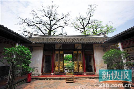 ■东山书院内,三棵木棉树十分显眼。