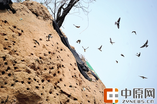 这个工地上有几百个崖沙燕巢。