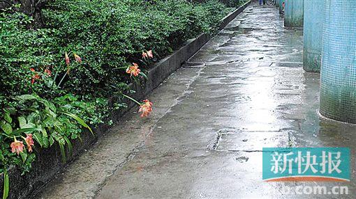 ■广州市黄埔区远航钢社区排污管道改造完成后,环境整洁了许多。