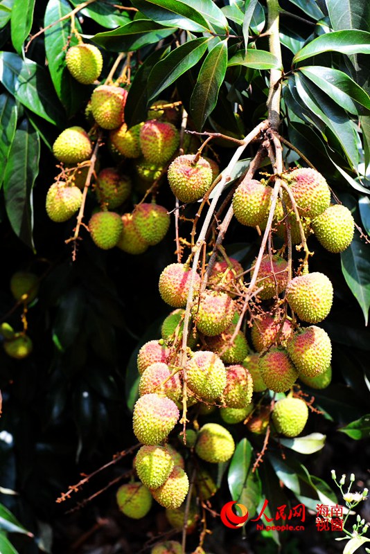 琼山区的荔枝红了，农民增收在望。.