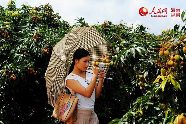 琼山区的荔枝红了。