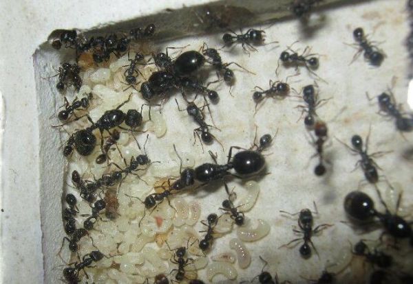 洋蚂蚁偷渡入境当宠物 比蟑螂大3倍最高卖万元