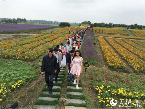 柴蔚带领游客们游览花海