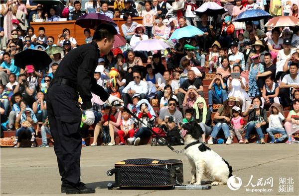 搜爆犬悬训练表演