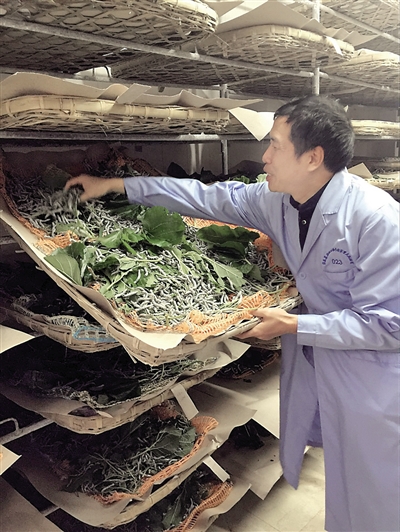 夏庆友教授正在查看蚕宝宝的情况。