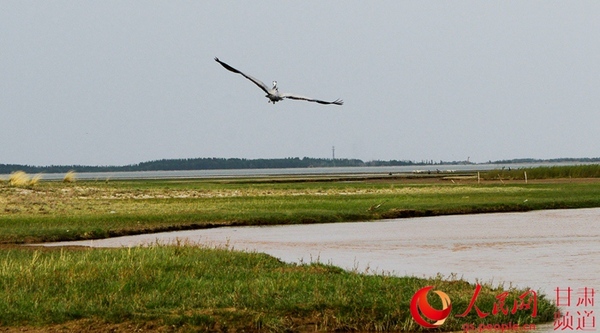 被救助成功的小蓑羽鹤重新飞上了蓝天 李军摄