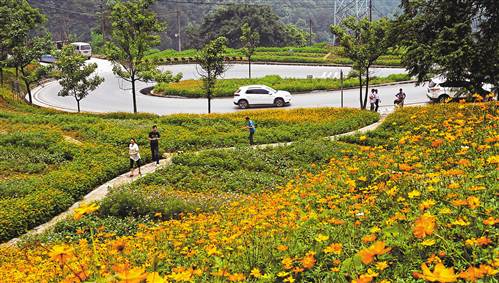 沙坪坝区中梁镇鲜花夹道