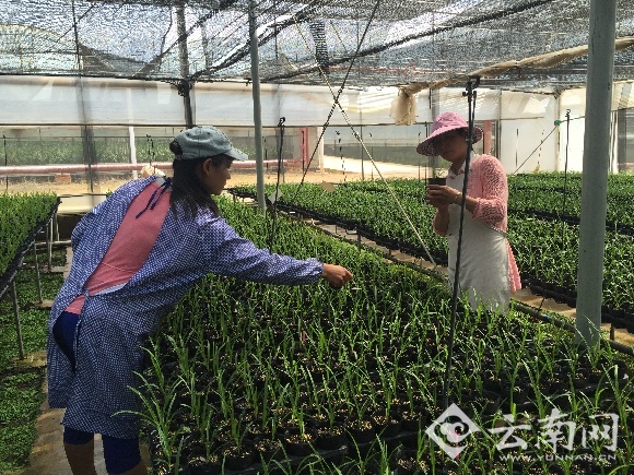 郑莉(右)检查大花蕙兰生长情况