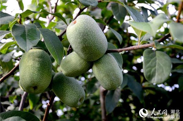 马坪木瓜丰收在望