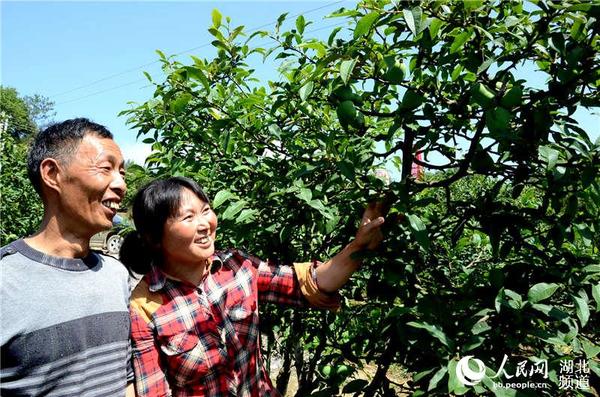 马坪村三组秦俊文、覃万梅夫妻种植木瓜40余亩，成为马坪村木瓜王