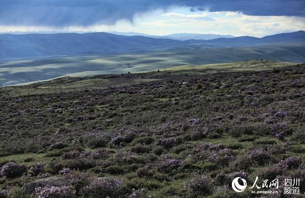 黄昏时分的甘孜。(朱虹 摄)