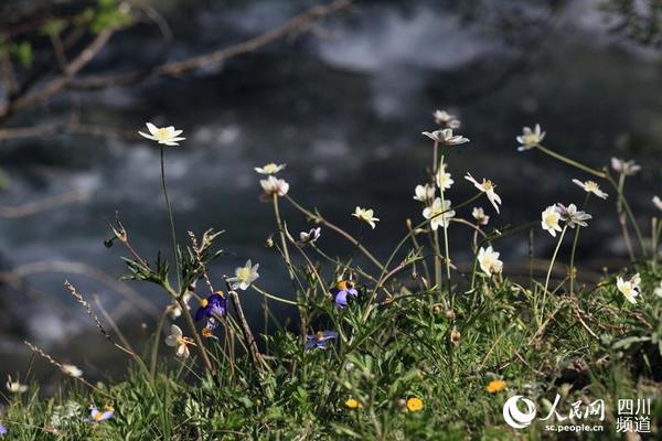鲜花陆续盛开,四川甘孜州即将进入一年的旅游季。(朱虹 摄)
