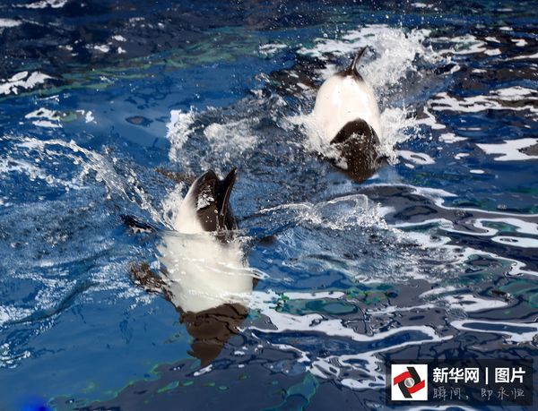 超萌"熊猫海豚"亮相日本横滨 蓝色世界尽情游弋(组图)