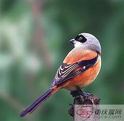 ▲伯劳鸟。 ?叶女士发现的鸟。