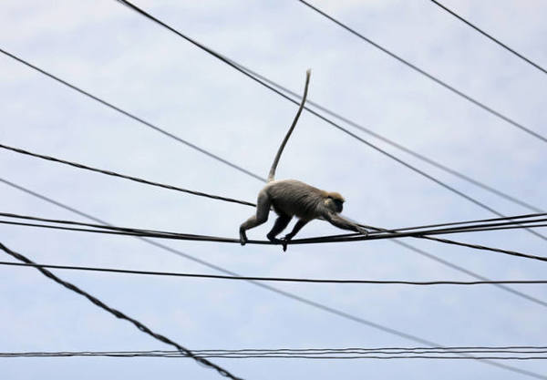 肯尼亚全国大范围停电 只因一只猴子(图)|肯尼