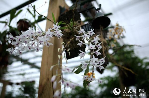 装饰在花店门口的石斛。（朱虹 摄）