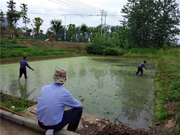 持续几天的雨水刚停,柏老汉和爱人就喊上在家休息的儿子柏先生,一起到田里平整施肥,为明天的插秧做准备。