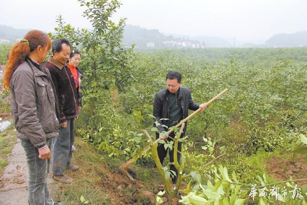 培训工人栽植柠檬。