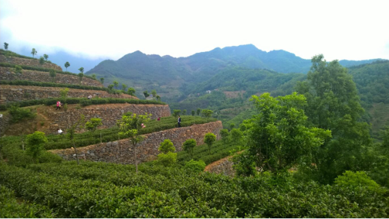 中国硒谷 生态安康 京康高富硒茶园