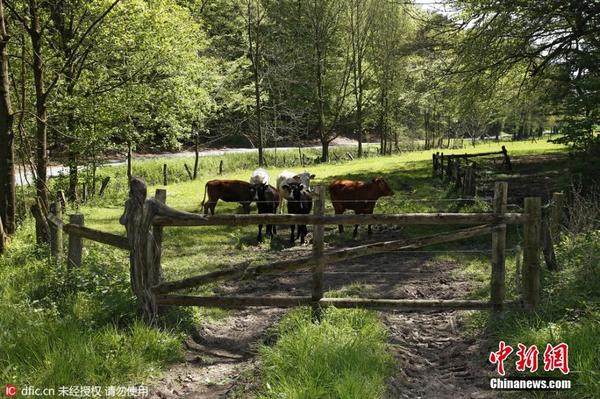 德国彩绘艺术家让美女隐身农场