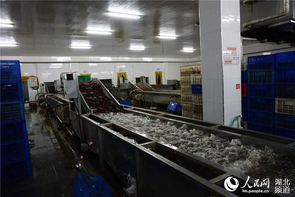 华山水产生产车间，小龙虾正通过气泡清洗。（周雯 摄）