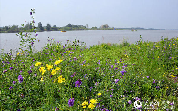 哈尔滨松花江湿地。焦洋 摄