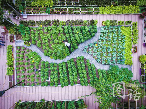 成都温江一小区在5楼停车库楼顶建了1400平米天空农场。