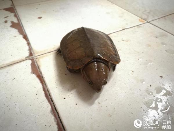 从周坤,杨斌二人出租屋查获的平胸龟1只 供图