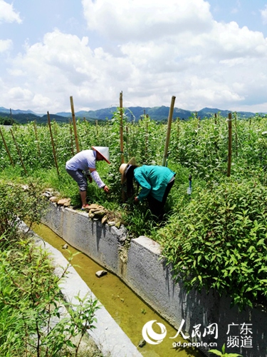 秀田村的土沟渠都整理成了“三面光”沟渠。 张思雨 摄