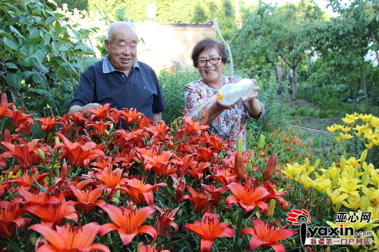 6月26日，裕民县城镇居民刘秀梅与老伴正在观赏盛开的百合花。