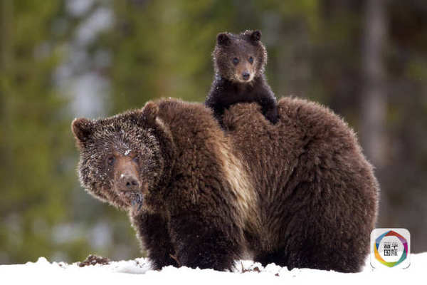 　　黄石是灰熊和黑熊的大本营，尤其是灰熊，早在1975年就被美国列为濒危物种。