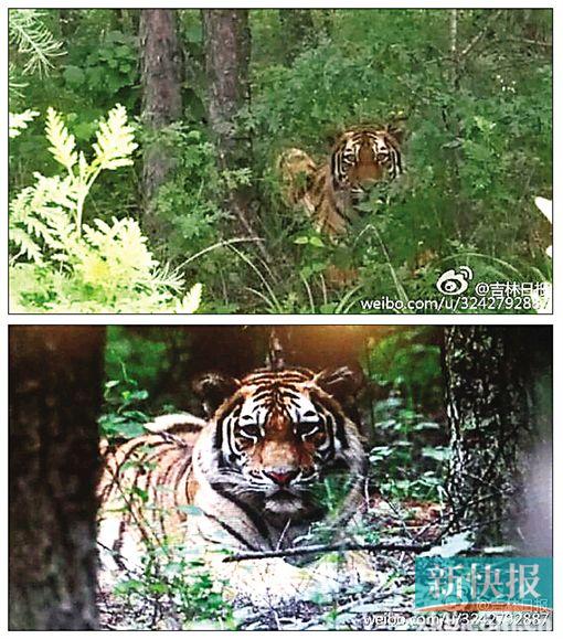 ■图片来自微博截图。