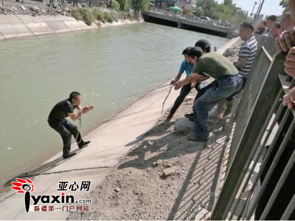 库尔勒市公安局巡逻防控大队一中队民警与群众一起救起了掉入渠中的男子。图为男子被救生绳拉上了岸。通讯员 张敏霞 摄