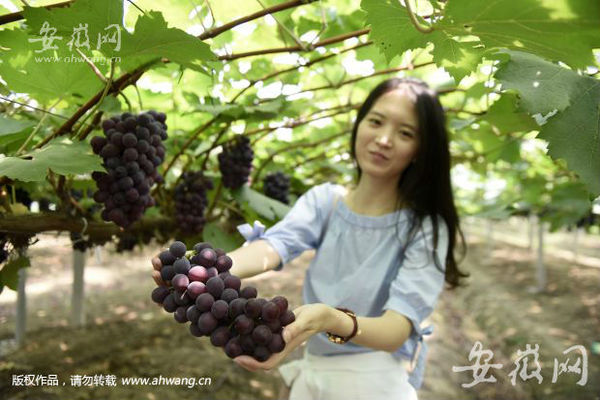 合肥大圩葡萄节8月2日开幕:葡萄不涨价 新增多