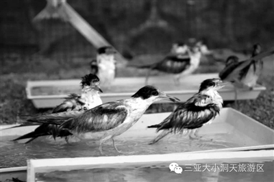 　　从青岛运抵三亚的燕鸥