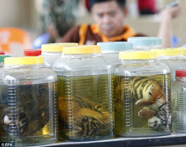 资料图：泰国老虎庙涉走私动物，小老虎整只泡罐中。
