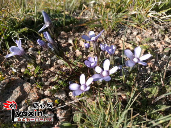 阿拉沟天山坡地蓝色的草花