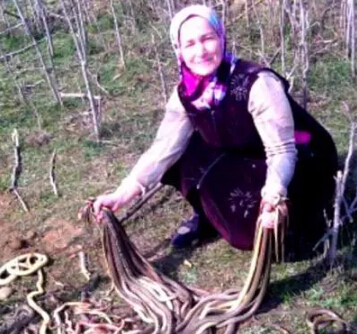 巨形乌鸦噪音扰民,俄罗斯大妈将其击毙,为民除害。