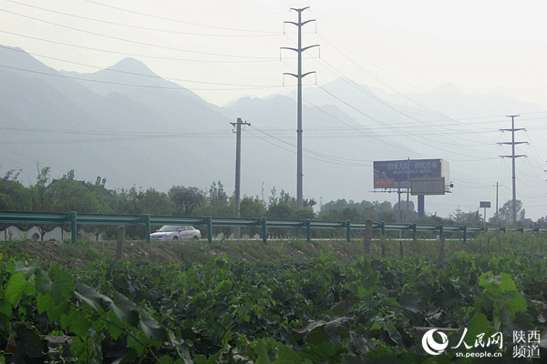 紧邻环山路的成片葡萄园方便市民前来采摘